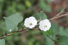 Ipomoea obscura